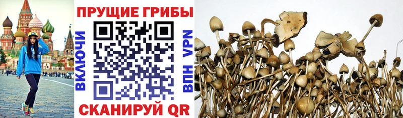 Псилоцибиновые грибы мицелий  где найти   ссылка на мегу вход  Новоуральск 